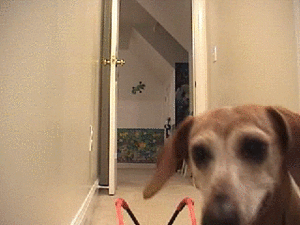 Honden GIF. Dieren Computer Gifs Hond Kijken 