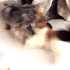 Honden GIF. Dieren Gifs Hond 