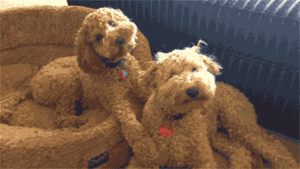 Honden GIF. Dieren Hersenen Gifs Hond Lus Gelukkig 
