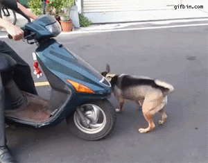 Honden GIF. Dieren Jongen Gifs Hond 