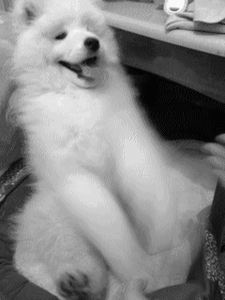 Honden GIF. Dieren Puppy Gifs Hond 