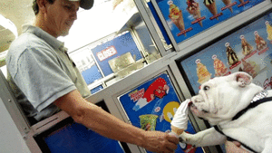 Honden GIF. Dieren Auto Gifs Hond Dier 