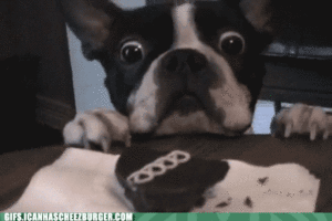 Honden GIF. Dieren Grappig Schattig Gifs Hond Lopend 