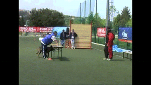 Honden GIF. Dieren Gifs Hond Vreemd 