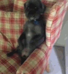 Honden GIF. Dieren Gifs Hond Wenkbrauwen 