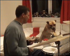 Honden GIF. Dieren Gifs Hond Slalom 
