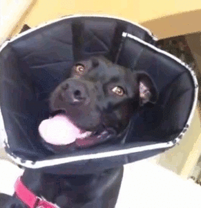 Honden GIF. Dieren Gifs Hond Trampoline 