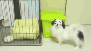 Honden GIF. Dieren Gifs Hond Wenkbrauwen 
