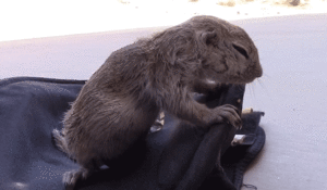 Honden GIF. Dieren Gifs Hond Mopshond 