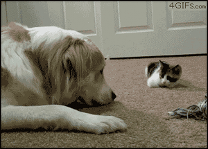 Honden GIF. Dieren Gifs Hond Trampoline 