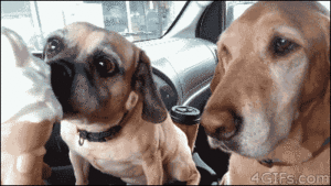 Honden GIF. Dieren Kus Gifs Hond Mopshond 