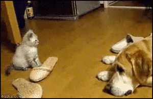 Honden GIF. Dieren Kat Gifs Hond Katje 