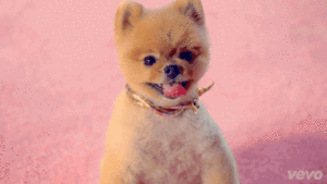 Honden GIF. Dieren Gifs Hond Mislukken Frisbee 