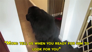 Honden GIF. Dieren Gifs Hond Mislukken Frisbee 