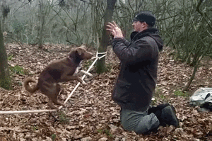 Honden GIF. Dieren Gifs Hond Skateboard 