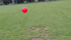 Honden GIF. Dieren Gifs Hond Koel Drama 