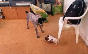 Honden GIF. Dieren Puppy Gifs Hond 