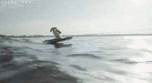 Honden GIF. Dieren Gifs Hond Kind Tand Trekt 