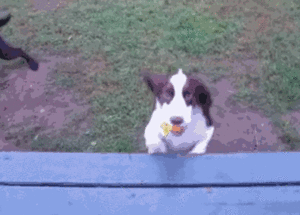 Honden GIF. Dieren Puppy Gifs Hond 