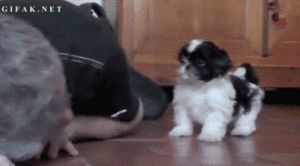 Honden GIF. Dieren Gifs Hond Wat Geschokt 