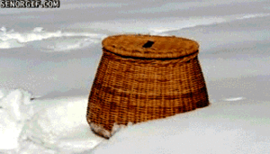 Honden GIF. Dieren Puppy Gifs Hond Pitbull 