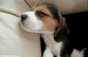 Honden GIF. Dieren Jongen Gifs Hond 