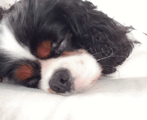 Honden GIF. Dieren Gifs Hond 