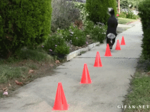 Honden GIF. Dieren Gifs Hond Slalom 