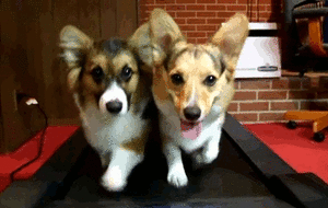 Honden GIF. Dieren Grappig Gifs Hond Mopshond 