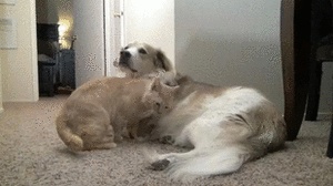 Honden GIF. Dieren Gifs Hond Kind Tand Trekt 