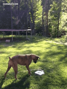 Honden GIF. Dieren Gifs Hond Klap Slapping 