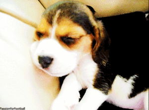 Honden GIF. Dieren Puppy Gifs Hond 