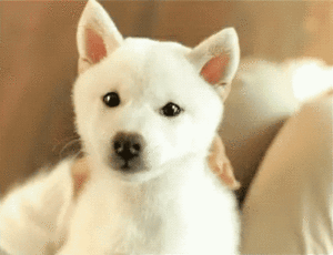 Honden GIF. Dieren Puppy Gifs Hond 