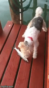 Mopshond GIF. Dieren Grappig Gifs Hond Mopshond 