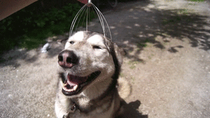 Honden GIF. Dieren Gifs Hond Mislukken Frisbee 