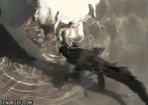 Honden GIF. Dieren Gifs Hond 