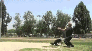 Honden GIF. Dieren Gifs Hond Trampoline 