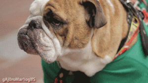 Honden GIF. Dieren Kat Gifs Hond Mislukken 