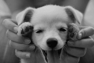 Honden GIF. Dieren Auto Gifs Hond Dier 