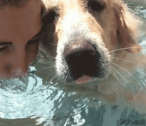 Honden GIF. Dieren Puppy Gifs Hond 