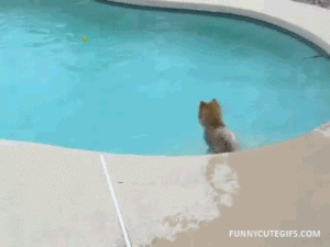 Honden GIF. Dieren Puppy Gifs Hond Schudden 