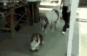 Honden GIF. Dieren Puppy Gifs Hond Schudden 