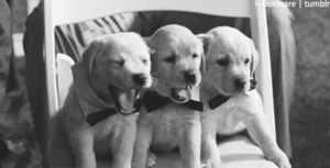 Honden GIF. Dieren Spelen Sneeuw Tijd Gifs Hond Vriend 