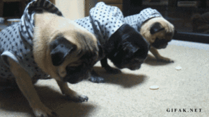 Honden GIF. Dieren Puppy Gifs Hond 