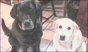 Honden GIF. Dieren Spelen Sneeuw Tijd Gifs Hond Vriend 