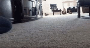 Honden GIF. Dieren Muis Gifs Hond Wtf Speelbal 