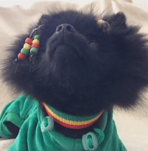 Honden GIF. Dieren Gifs Hond Wat Geschokt 