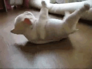 Honden GIF. Dieren Gifs Hond Het+eten 