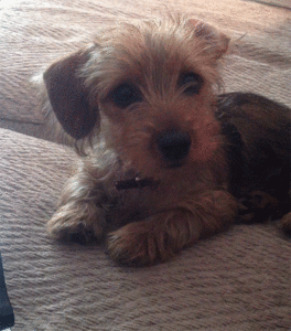 Honden GIF. Dieren Gifs Hond Mopshond 