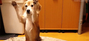 Honden GIF. Dieren Gifs Hond Zittend Meubilair 